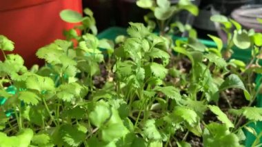 Ev penceresinin kenarındaki tepside yetişen yeşil kişniş ve fesleğen. Sağlıklı gıda konsepti, vegan konsepti. Evde bahçe işleri.