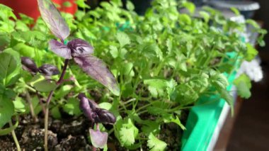 Ev penceresinin kenarındaki tepside yetişen yeşil kişniş ve fesleğen. Bir adam taze bitkiler topluyor. Sağlıklı gıda konsepti, vegan konsepti. Ev bahçesi 4K