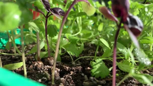 家庭の窓辺のトレイで栽培された緑のコリアンダーとバジルのクローズアップ 健康食品の概念 ビーガンの概念 家庭菜園 — ストック動画