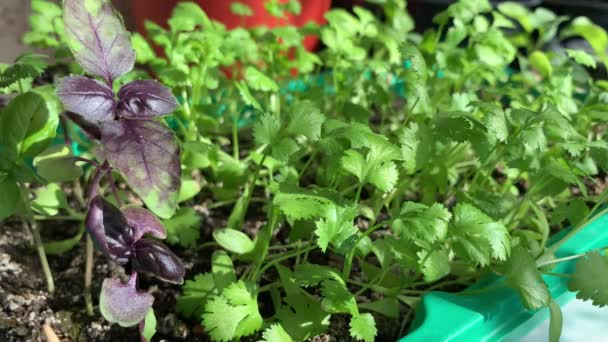 Primer Plano Cilantro Verde Albahaca Cultivados Una Bandeja Alféizar Ventana — Vídeos de Stock