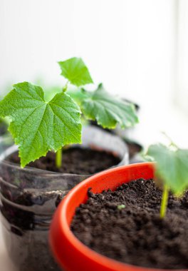Pencere kenarındaki saksılarda salatalık ve bitki tohumları, yakın plan yeşil bir yaprak. Ekolojik ve sağlıklı bir yaşam tarzı için evde yiyecek yetiştirmek. Soğuk mevsimde evde fidanlar yetişiyor.