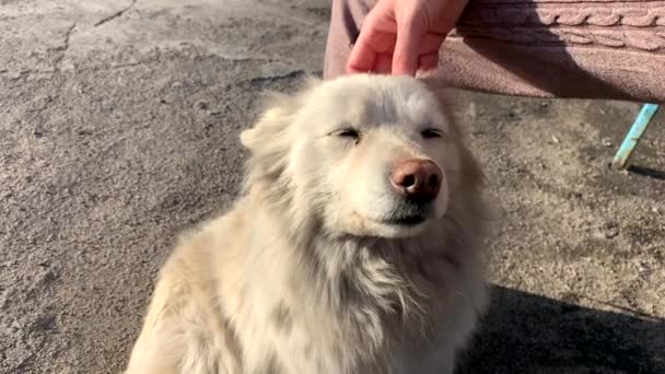 Une Fille Caresse Chien Blanc Errant Errant Occupe Des Chiens — Video