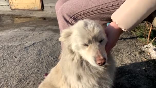 Bir Kız Başıboş Beyaz Bir Köpeği Okşuyor Sokak Köpeklerine Bakıyorum — Stok video