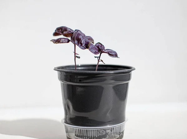 年轻的 意大利紫色罗勒在一个黑色的锅在白色的背景 灯光的阴影The Shadow Light 健康食品沙拉调料罗勒种子插在地上 盆栽在窗台上 — 图库照片