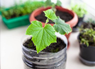 Pencere kenarındaki saksılarda salatalık ve bitki tohumları, yakın plan yeşil bir yaprak. Ekolojik ve sağlıklı bir yaşam tarzı için evde yiyecek yetiştirmek. Soğuk mevsimde evde fidanlar yetişiyor.