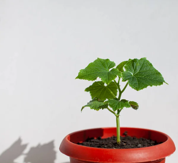 Una Plántula Pepino Joven Una Olla Sobre Fondo Blanco Plántulas —  Fotos de Stock