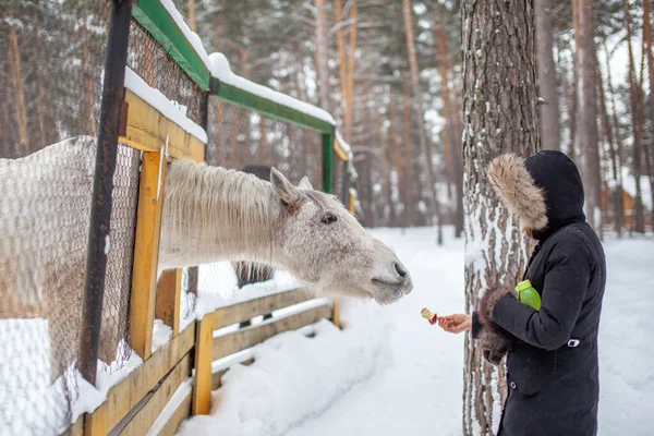 A woman feeds a horse in the zoo in winter. The horse has poked its head through the fence and is eating