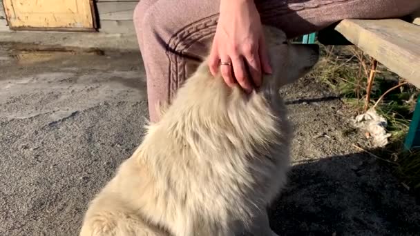 Una chica acaricia a un perro blanco callejero. Cuidando perros callejeros. 4K — Vídeo de stock