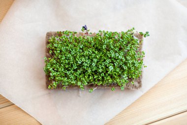 Evdeki mikro-yeşillik hardal, roka ve diğer bitkilerin yakın çekimi..