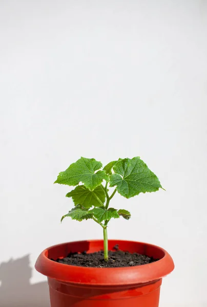 Jeune Plant Concombre Dans Une Casserole Sur Fond Blanc Des — Photo