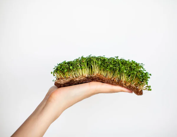 Micro-greens of mustard, arugula and other plants in a woman's hand. Growing mustard sprouts in close-up at home. The concept of vegan and healthy food. Sprouted seeds, micro-greens