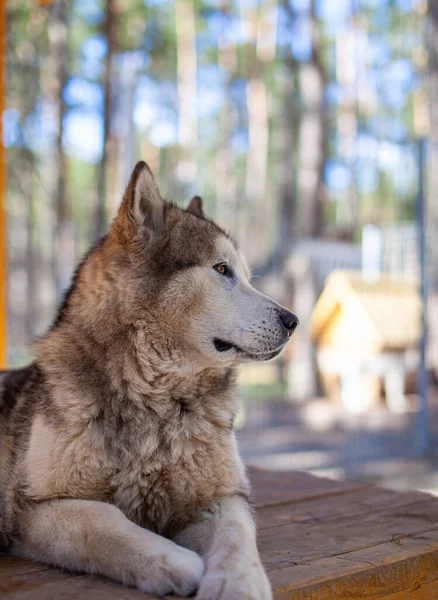 Μια Όμορφη Και Ευγενική Αλάσκα Malamute Βοσκός Κάθεται Ένα Περίβλημα — Φωτογραφία Αρχείου