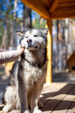 Güzel ve nazik Alaska Malamute çobanı parmaklıkların arkasındaki bir bölmede oturuyor ve zeki gözlerle bakıyor. Kapalı alan kuşhanesi. Köpek elle okşanır.