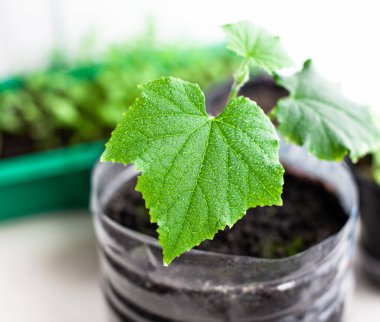 Pencere kenarındaki saksılarda salatalık ve bitki tohumları, yakın plan yeşil bir yaprak. Ekolojik ve sağlıklı bir yaşam tarzı için evde yiyecek yetiştirmek. Soğuk mevsimde evde fidanlar yetişiyor.