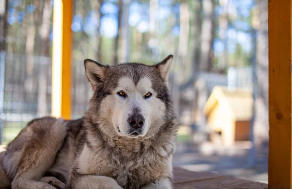 Beautiful Kind Alaskan Malamute Shepherd Sits Enclosure Bars Looks Intelligent — Stock Photo, Image