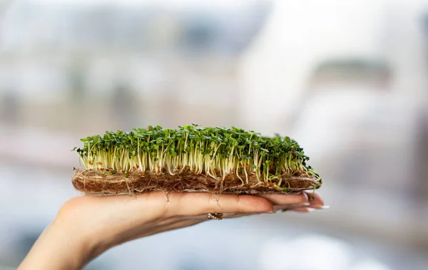 Micro-greens of mustard, arugula and other plants in a woman\'s hand. Growing mustard sprouts in close-up at home. The concept of vegan and healthy food. Sprouted seeds, micro-greens