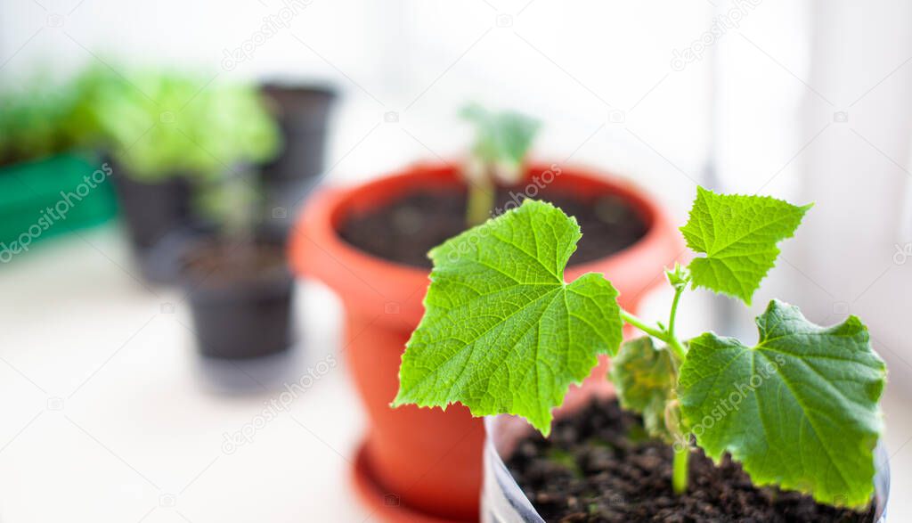 Seedlings of cucumbers and plants in flower pots near the window, a green leaf close-up. Growing food at home for an ecological and healthy lifestyle. Growing seedlings at home in the cold season