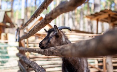 Boynuzlu bir keçi ahşap bir çitten dışarı bakar. Hayvan ziyaretçilerden yiyecek için yalvarıyor. Kırsal köşe.