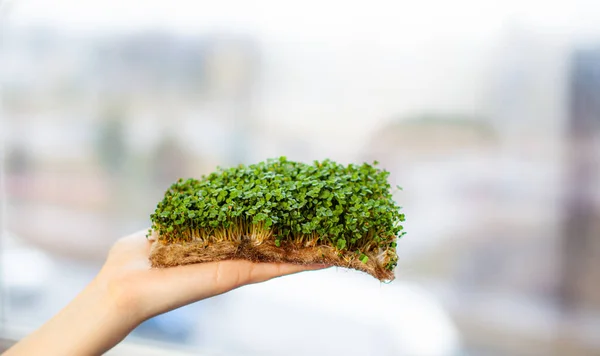 Micro-greens of mustard, arugula and other plants in a woman's hand. Growing mustard sprouts in close-up at home. The concept of vegan and healthy food. Sprouted seeds, micro-greens