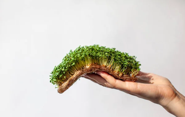 Micro-greens of mustard, arugula and other plants in a woman's hand. Growing mustard sprouts in close-up at home. The concept of vegan and healthy food. Sprouted seeds, micro-greens