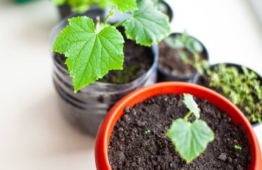 Pencere kenarındaki saksılarda salatalık ve bitki tohumları, yakın plan yeşil bir yaprak. Ekolojik ve sağlıklı bir yaşam tarzı için evde yiyecek yetiştirmek. Soğuk mevsimde evde fidanlar yetişiyor.