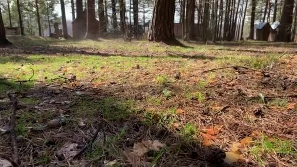 Evaporação Umidade Floresta Dia Ensolarado Primavera Pequeno Nevoeiro Sobe Superfície — Vídeo de Stock