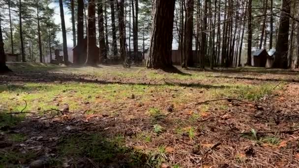 Güneşli Bir Bahar Gününde Ormandaki Nem Buharlaşır Ormanın Yüzeyinden Küçük — Stok video