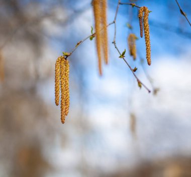 Huş ağacının güzel güneşli manzarası. Tomurcuklar ve parlak yeşil, küçük yapraklar gelişir. Süslü huş ağacı çiçeği. Ağaç dallarında uzun, ince kedi derileri asılı. İlkbaharın gelişi, mevsimsel alerjiler.