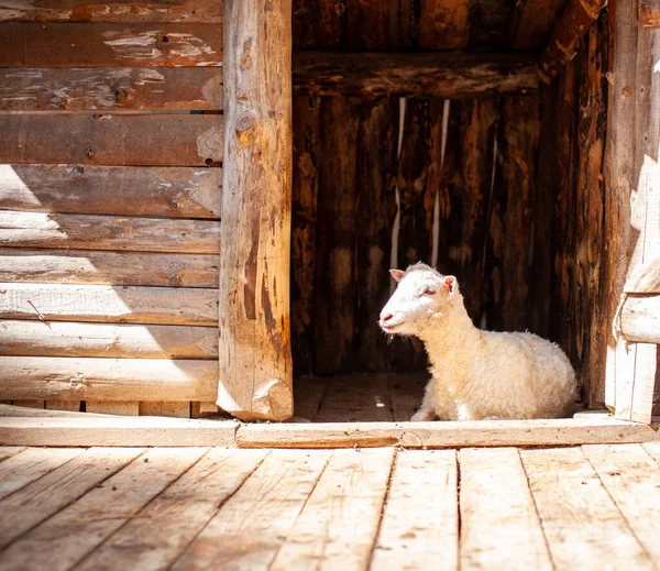 После Стрижки Белая Кудрявая Овца Лежит Деревянной Ручке Овцеводство Управление — стоковое фото