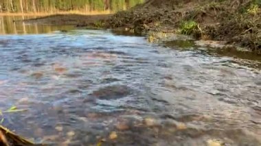 Doğada ilkbahar nehirleri. Su akıntısı hızla kanala akar. Şehir caddesinde bahar deresi, kışın sonu, dökülen, eriyen, eriyen ve sel basan. 4K