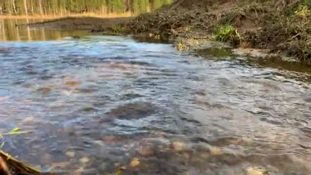 Spring Streams Nature Stream Water Flows Quickly Canal Spring Stream — Stock Video