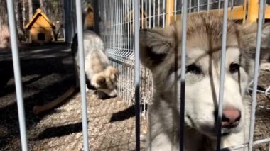 Alaska Malamute köpeği kuş kafesinde dinleniyor. Köpek barınağı. Köpek Sibirya Husky 'sine benziyor..
