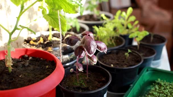 Primer Plano Cilantro Verde Albahaca Cultivados Una Bandeja Alféizar Ventana — Vídeos de Stock