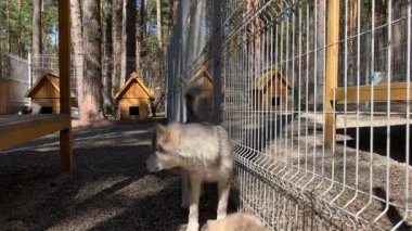 Alaska Malamute köpeği kuş kafesinde dinleniyor. Köpek barınağı. Köpek Sibirya Husky 'sine benziyor..
