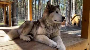 Alaska Malamute köpeği kuş kafesinde dinleniyor. Köpek barınağı. Köpek Sibirya Husky 'sine benziyor..