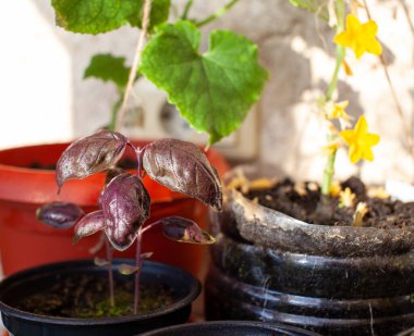 Ev penceresinin kenarındaki tepside yetişen yeşil kişniş ve fesleğen. Sağlıklı gıda konsepti, vegan konsepti. Evde bahçe işleri.. 