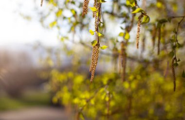 Huş ağacının güzel güneşli manzarası. Tomurcuklar ve parlak yeşil, küçük yapraklar gelişir. Süslü huş ağacı çiçeği. Ağaç dallarında uzun, ince kedi derileri asılı. İlkbaharın gelişi, mevsimsel alerjiler.