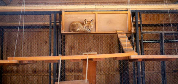 野生の赤いキツネが動物園の檻の中にいます レサは美しく 暖かく 赤い毛皮を持っています 高品質の写真 — ストック写真