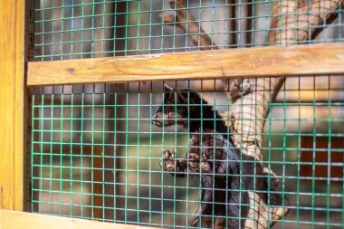 Kafeste, parmaklıkların arkasında küçük siyah bir Avrupa vizonu. Yüksek kalite fotoğraf