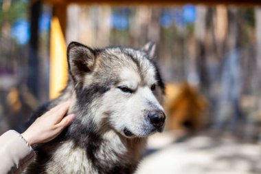 Güzel ve nazik Alaska Malamute çobanı parmaklıkların arkasındaki bir bölmede oturuyor ve zeki gözlerle bakıyor. Kapalı alan kuşhanesi. Köpek elle okşanır.