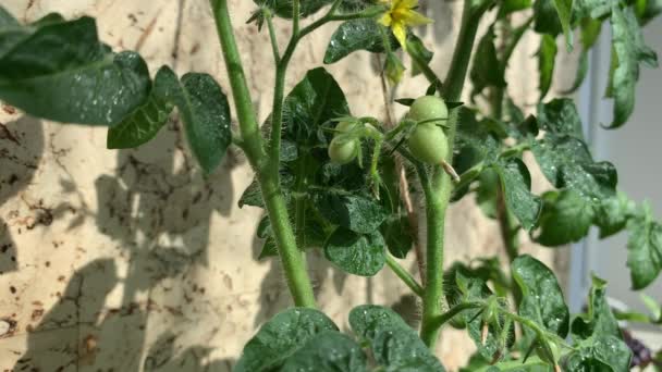 Tomates Pequenos Verdes Arbusto Casa Mudas Tomates Crescentes Casa Janela — Vídeo de Stock