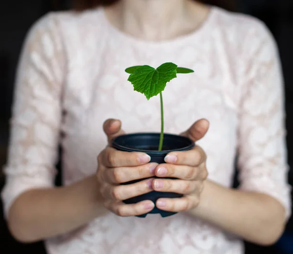 Fille Tient Pot Noir Avec Une Plante Verte Sur Fond — Photo