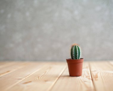 Tahta bir masada kahverengi bir tencerede küçük bir kaktüs. Ev dekorasyonu. Metin için boş alan var.