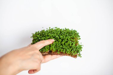 Bir kadının elinde mikro-yeşillik hardal, roka ve diğer bitkiler. Evde yakın planda hardal filizi yetiştiriyorlar. Vejetaryen ve sağlıklı yemek kavramı. Tohumlar, mikro-yeşiller