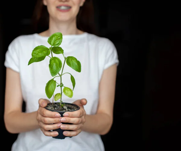 Une Fille Shirt Blanc Tient Pot Avec Une Plante Basilic — Photo