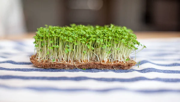 Close-up of micro-greens of mustard, arugula and other plants at home. Growing mustard and arugula sprouts in close-up at home. The concept of vegan and healthy food. Sprouted seeds, micro-greens