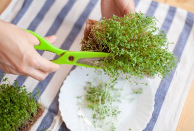 Mikro yeşil roka ya da masanın üzerindeki peçetenin üzerindeki bir kasede hardal filizi. Sebze bahçesi mikro yeşil ekimi. Kadın, mikro yeşillikleri makasla kesiyor.