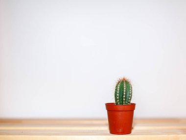 Tahta bir masada kahverengi bir tencerede küçük bir kaktüs. Ev dekorasyonu. Metin için boş alan var.