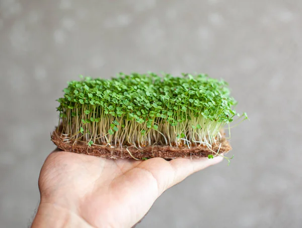 Micro greens of mustard, arugula and other plants in the hands of men. Growing mustard sprouts in close-up at home. The concept of vegan and healthy food. Sprouted seeds, micro greens