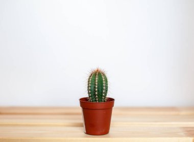 Tahta bir masada kahverengi bir tencerede küçük bir kaktüs. Ev dekorasyonu. Metin için boş alan var.